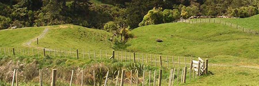 Mangemangeroa Reserve Walk