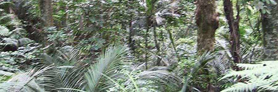 Margans Bush Walk