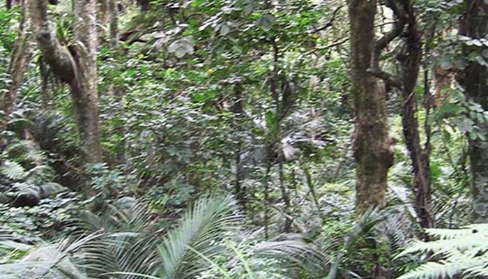 Margans Bush Walk