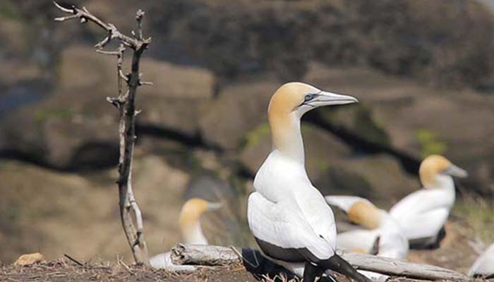 Muriwai Gannets and Beach Walk