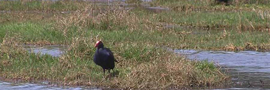 Waiatarua Reserve Walk