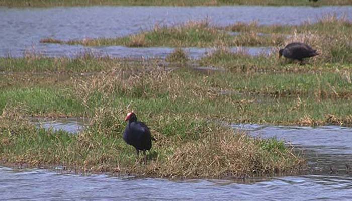 Waiatarua Reserve Walk
